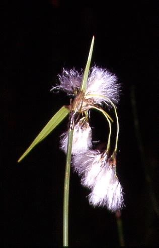 Eriophorum latifolium 2