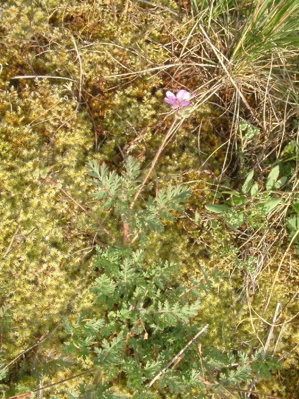 Erodium cicutarium 1