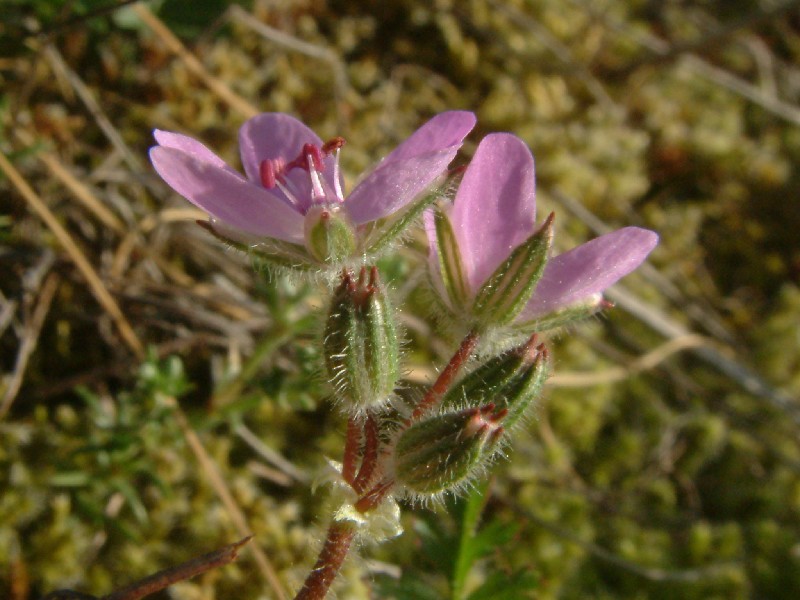 Erodium cicutarium 2