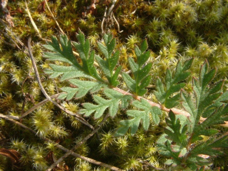 Erodium cicutarium 4