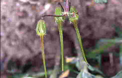 Erodium cicutarium 3