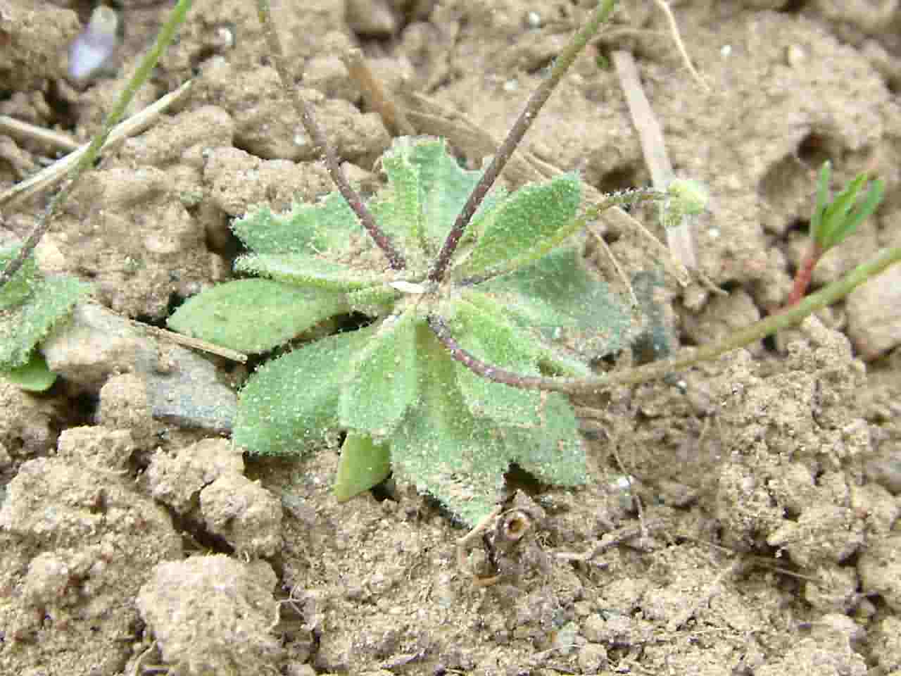 Erophila verna 3