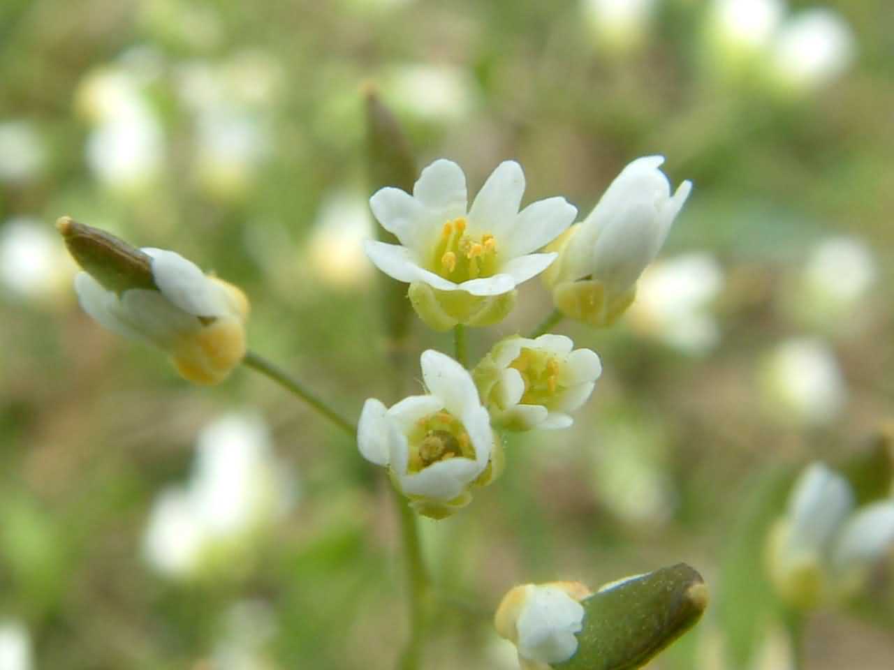 Erophila verna 1