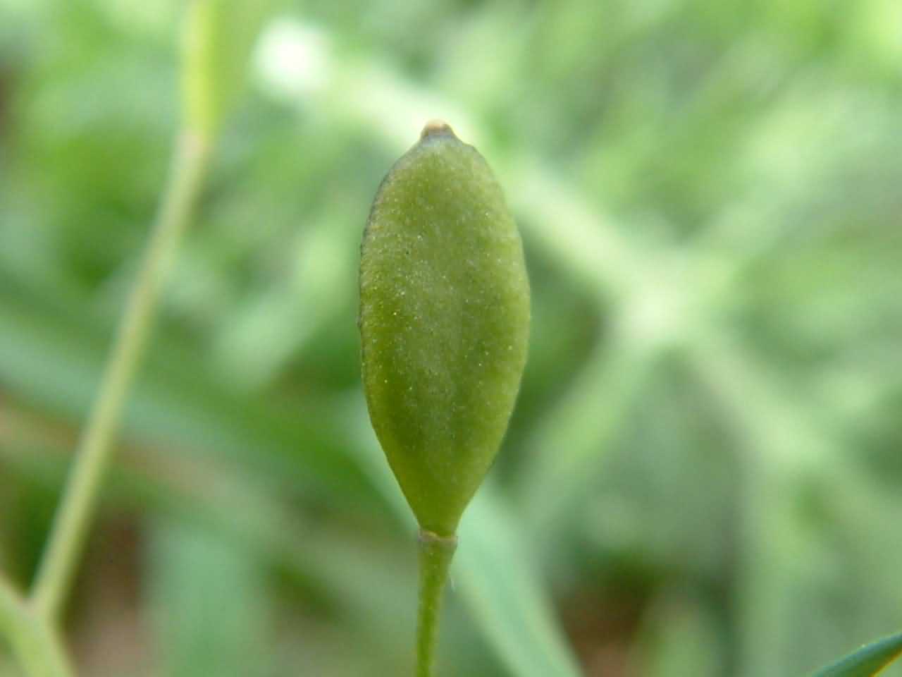 Erophila verna 2