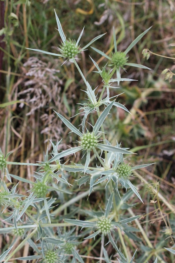 Eryngium campestre 1