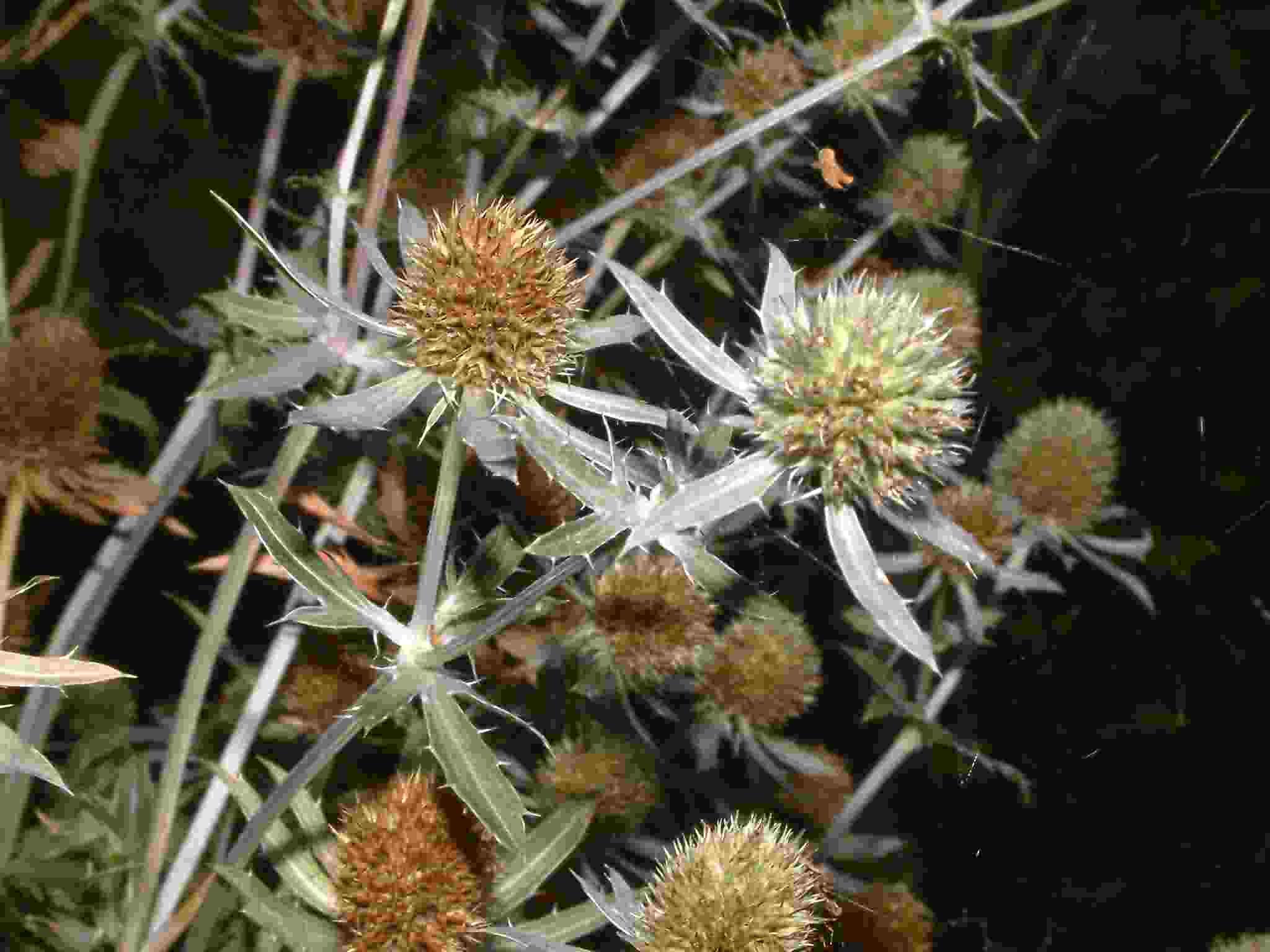 Eryngium planum 2