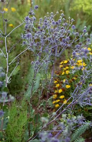 Eryngium planum 1