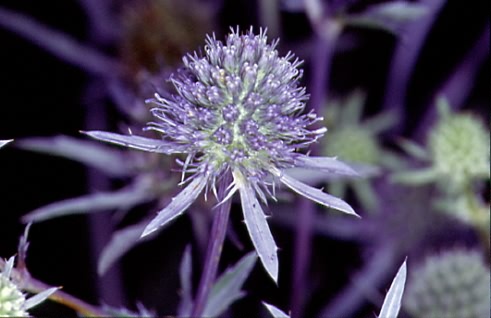 Eryngium planum 3