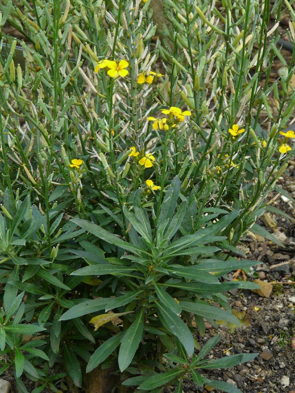 Erysimum cheiri 1