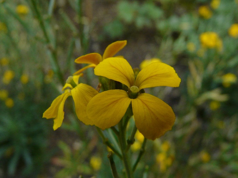 Erysimum cheiri 2