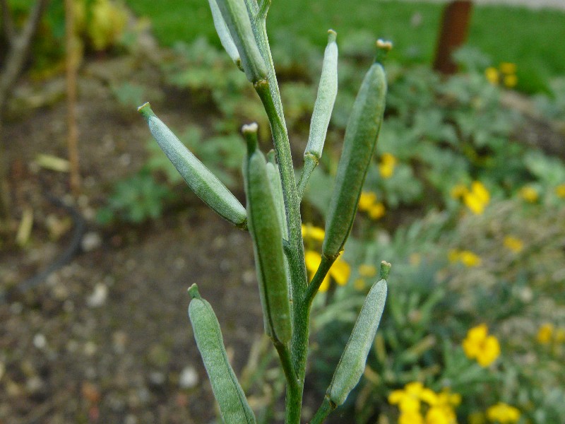 Erysimum cheiri 3