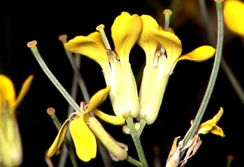 Erysimum crepidifolium 2