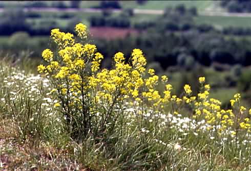 Erysimum crepidifolium 1