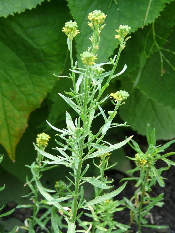 Erysimum hieraciifolium 1