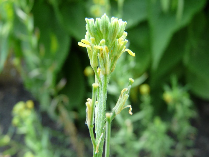 Erysimum hieraciifolium 2