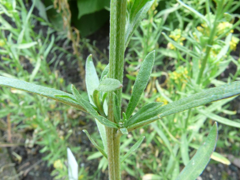 Erysimum hieraciifolium 3