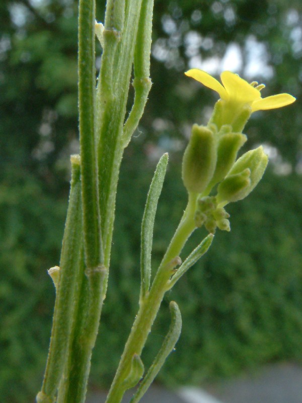 Erysimum marschallianum 2