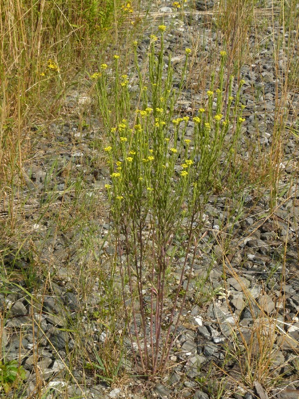 Erysimum marschallianum 1