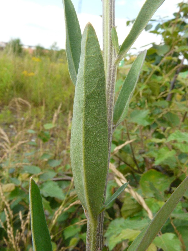 Erysimum marschallianum 4