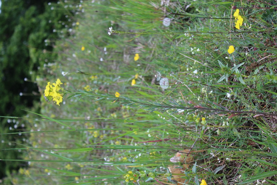 Erysimum odoratum 1