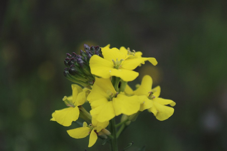 Erysimum odoratum 2