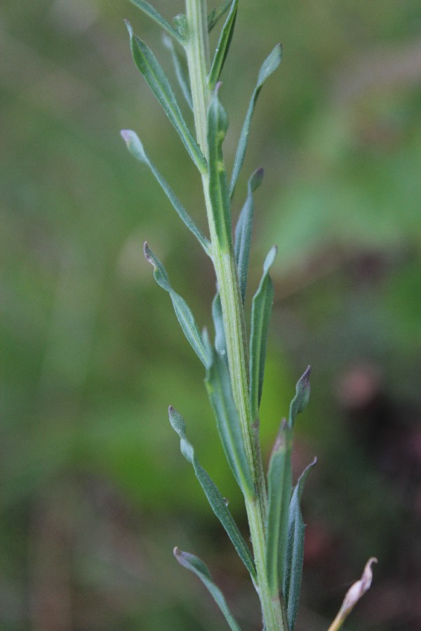 Erysimum odoratum 3