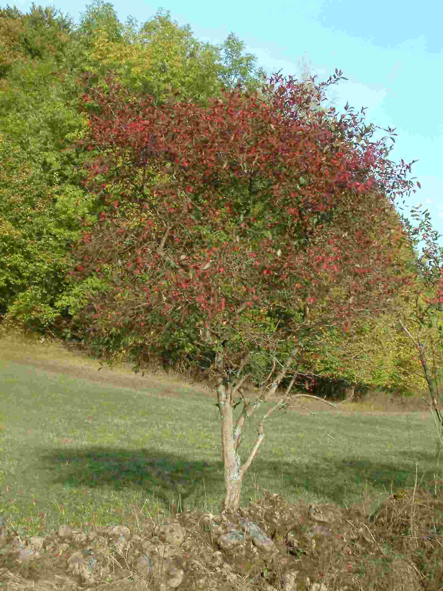 Euonymus europaea 1