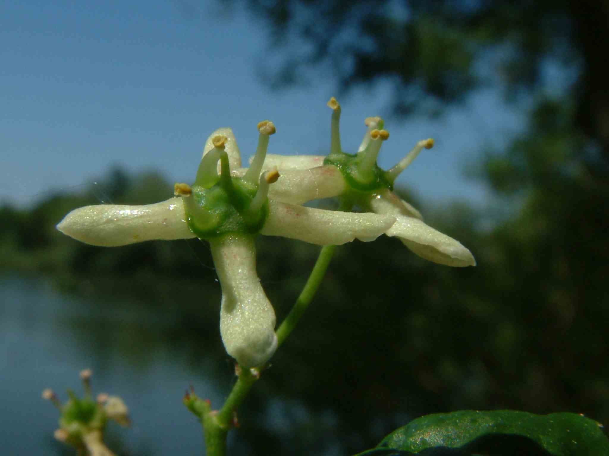 Euonymus europaea 3