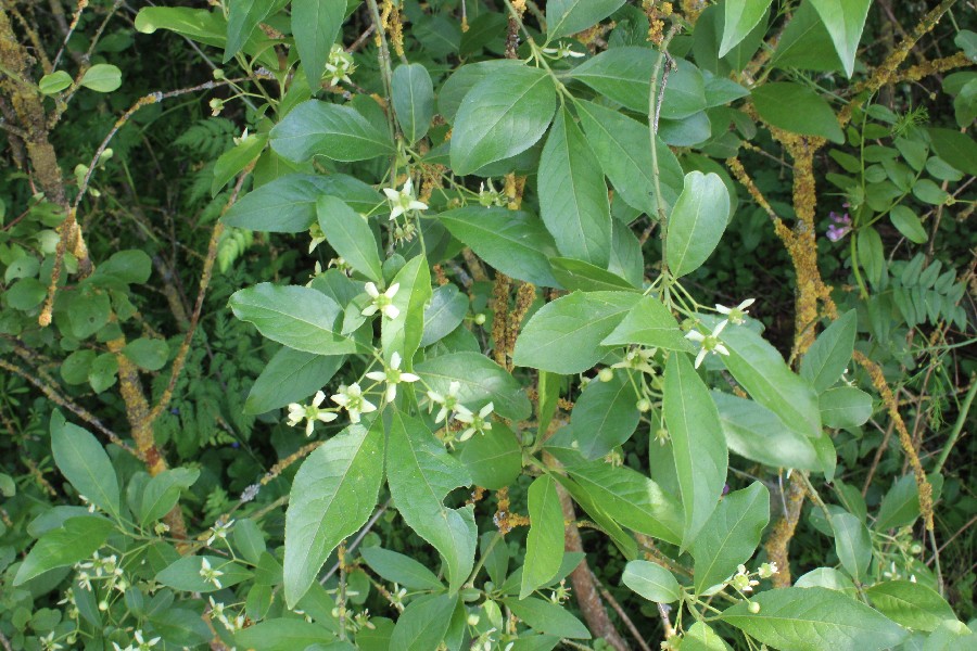 Euonymus europaea 2