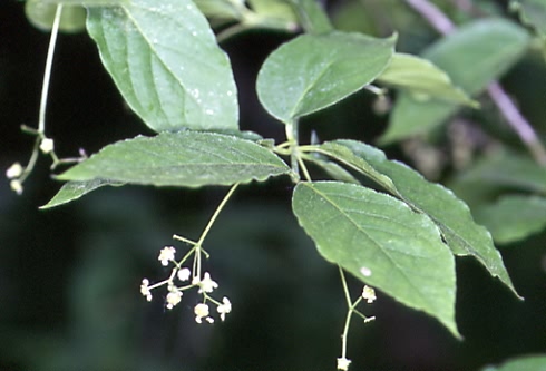Euonymus latifolia 1
