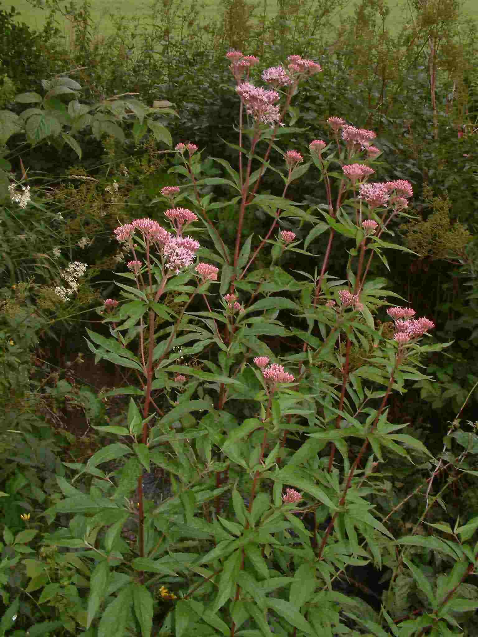 Eupatorium cannabinum 1