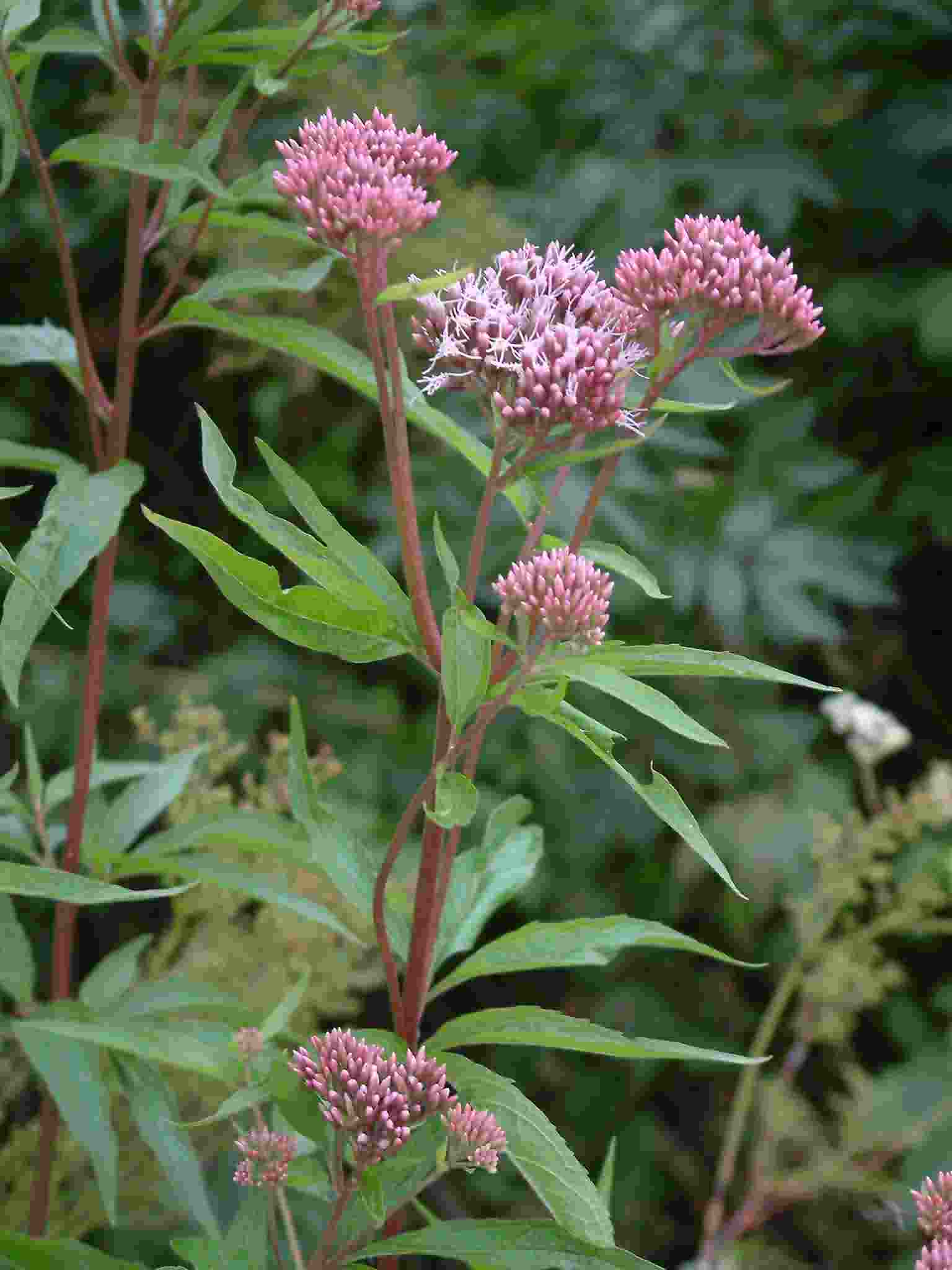 Eupatorium cannabinum 2