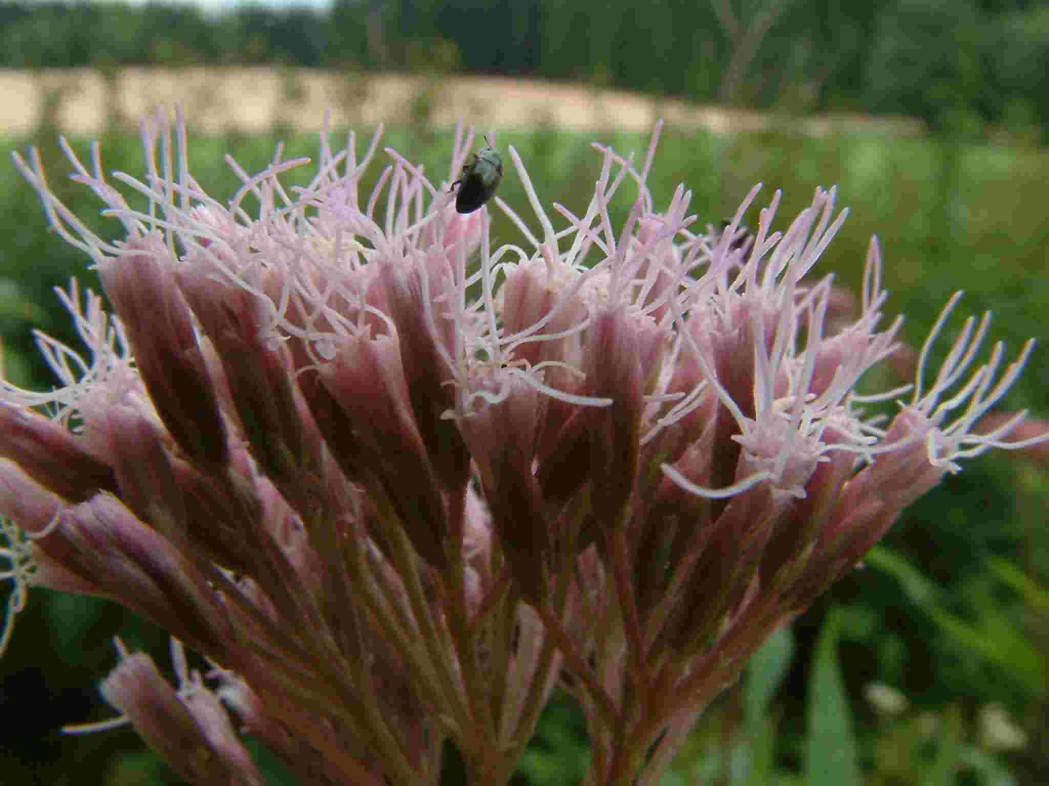 Eupatorium cannabinum 3