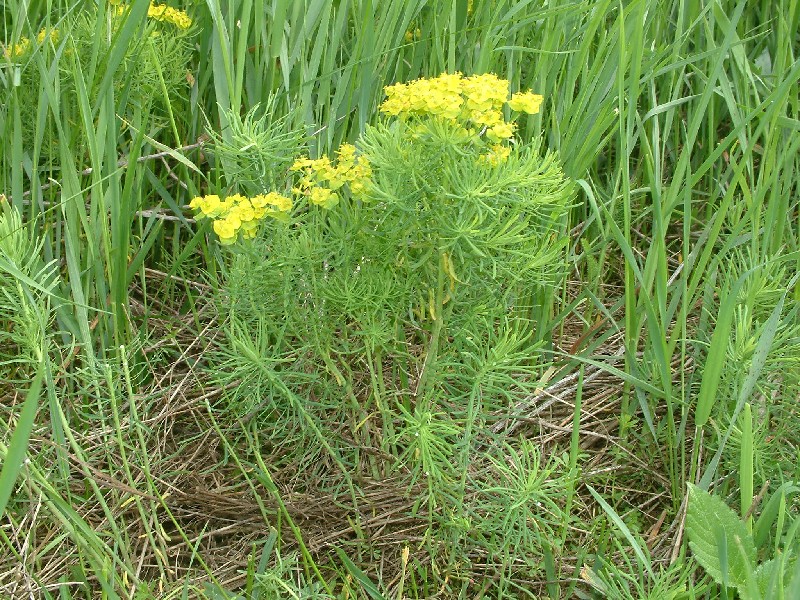 Euphorbia cyparissias 1