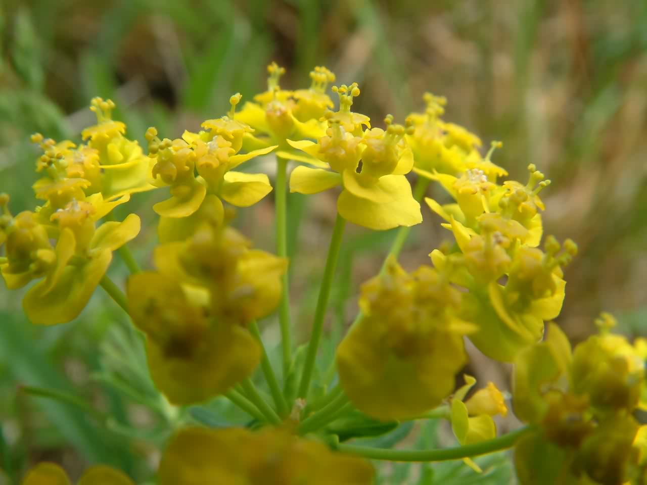 Euphorbia cyparissias 2