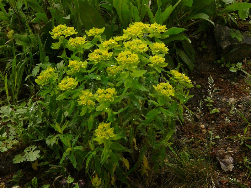 Euphorbia epithymoides 1