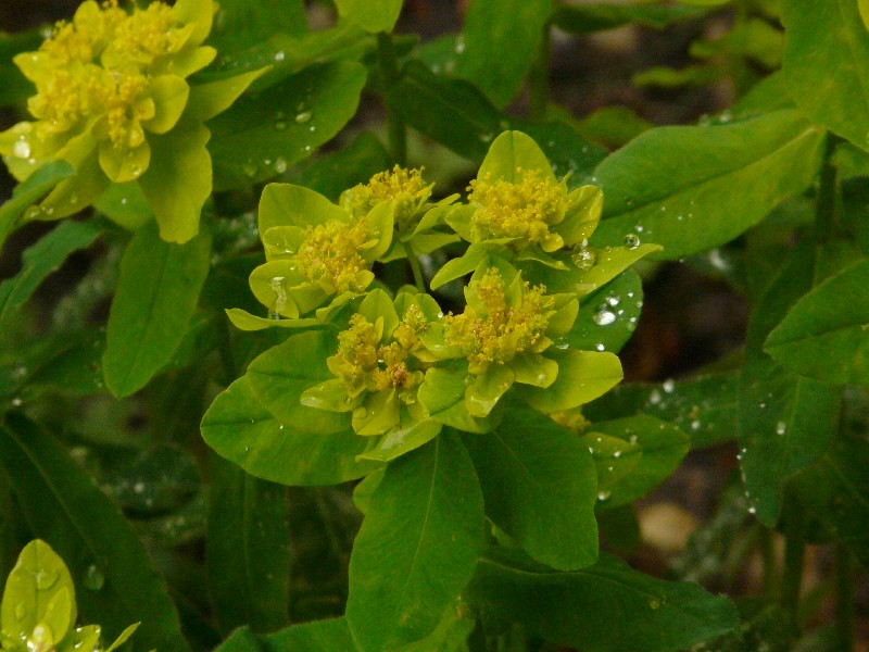 Euphorbia epithymoides 2