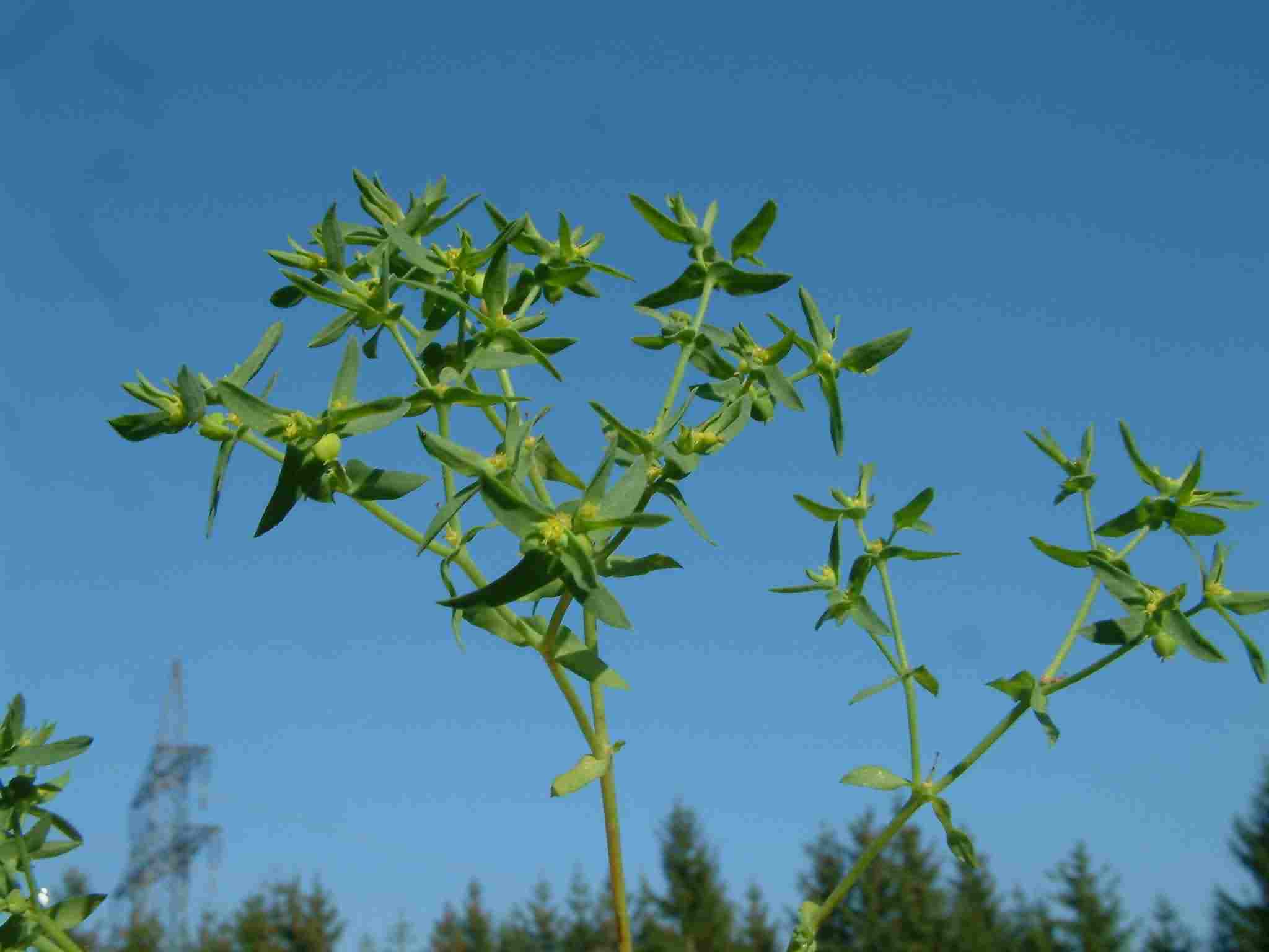 Euphorbia exigua 1