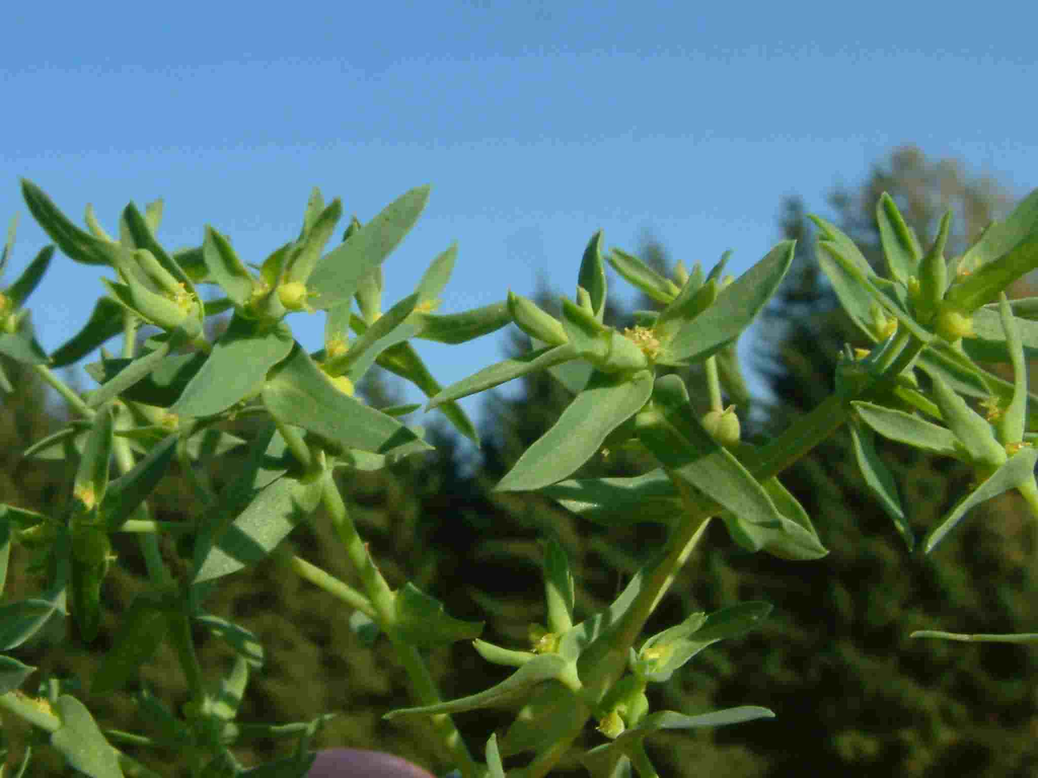 Euphorbia exigua 2