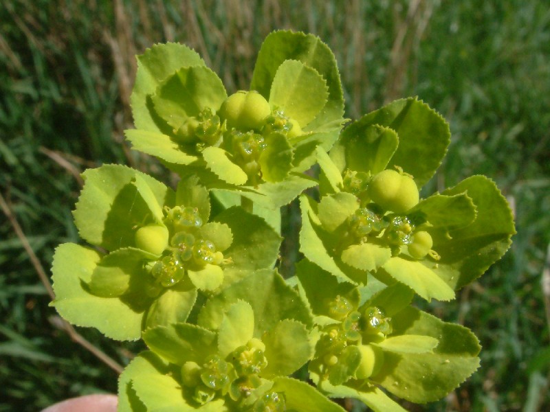Euphorbia helioscopia 2