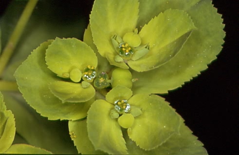 Euphorbia helioscopia 3