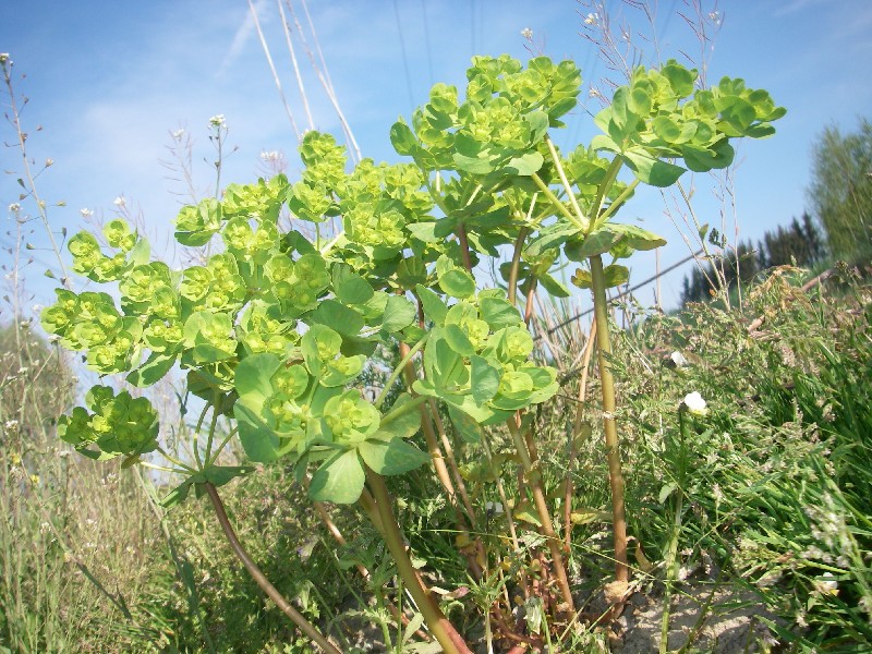 Euphorbia helioscopia 1