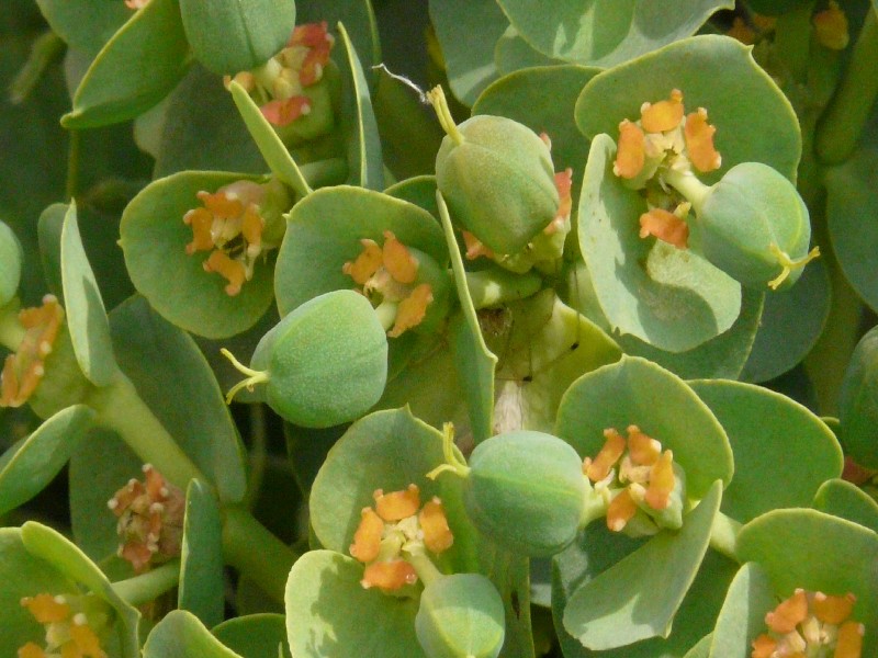 Euphorbia myrsinites 2