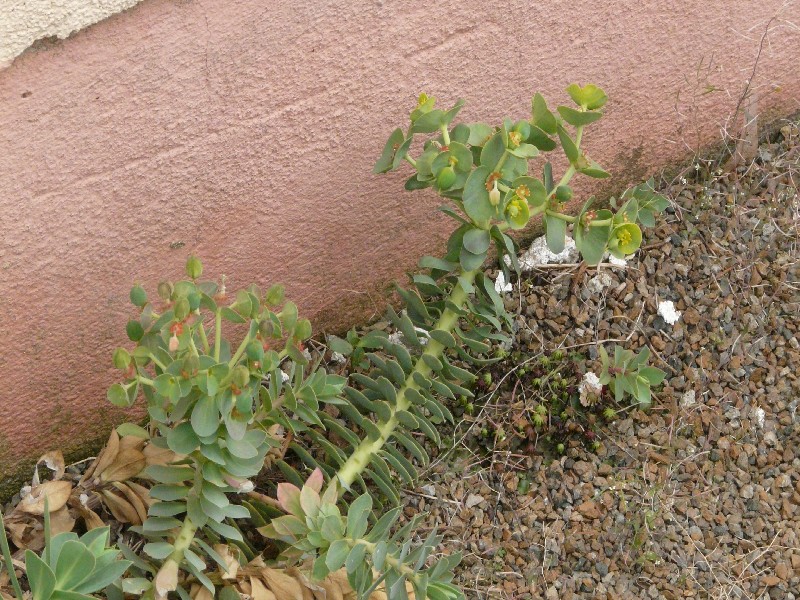 Euphorbia myrsinites 1