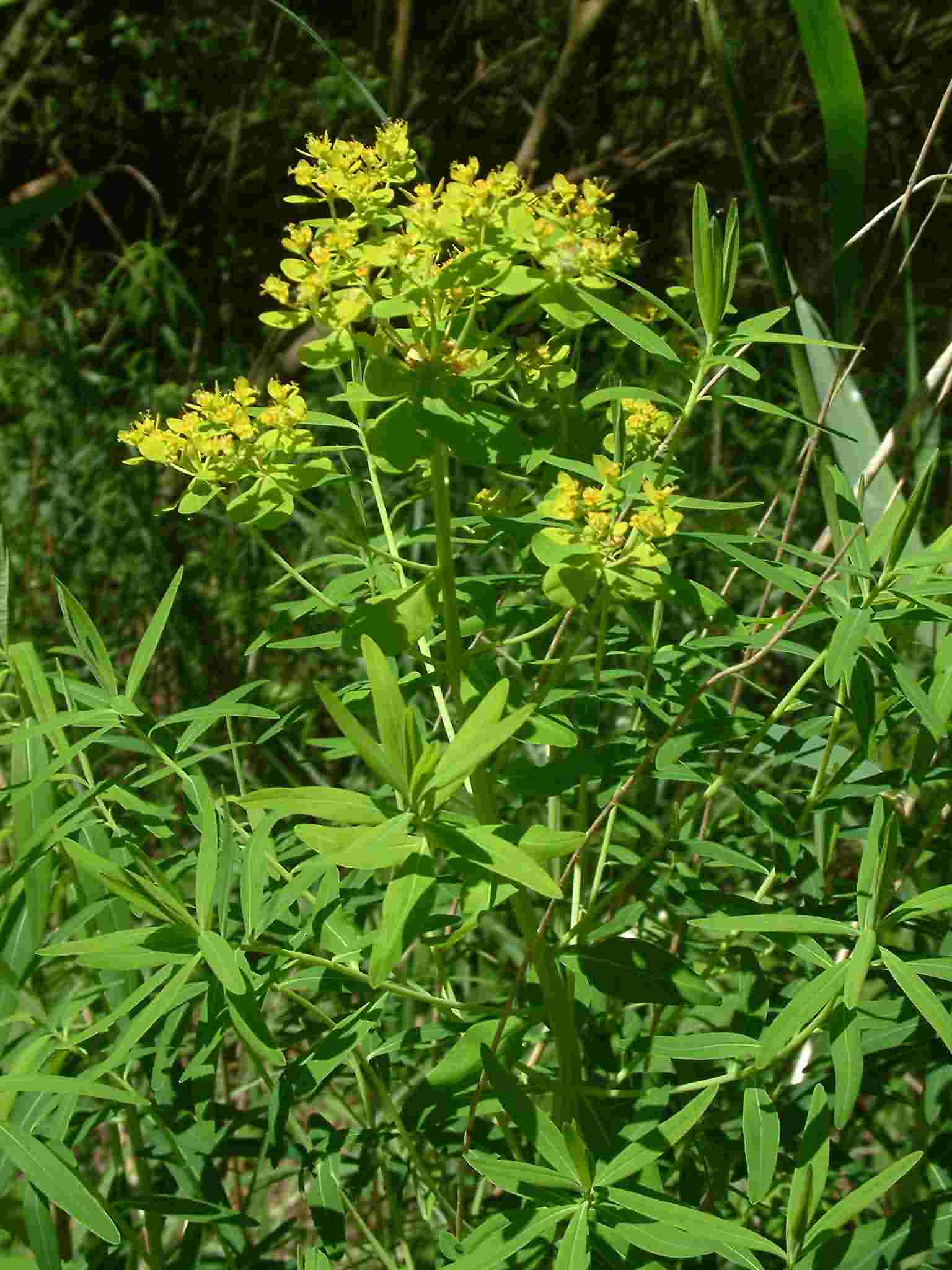 Euphorbia palustris 1