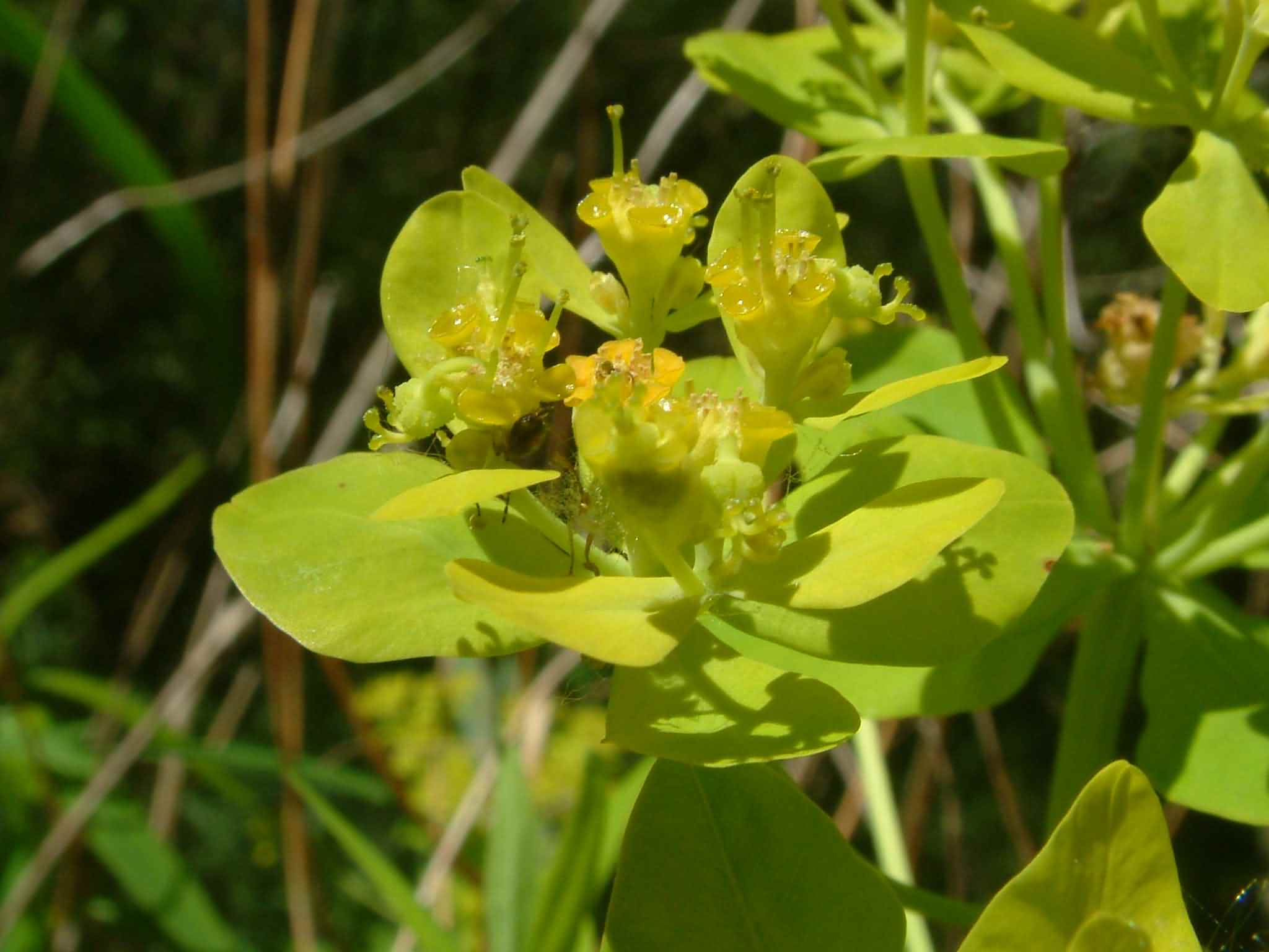 Euphorbia palustris 2