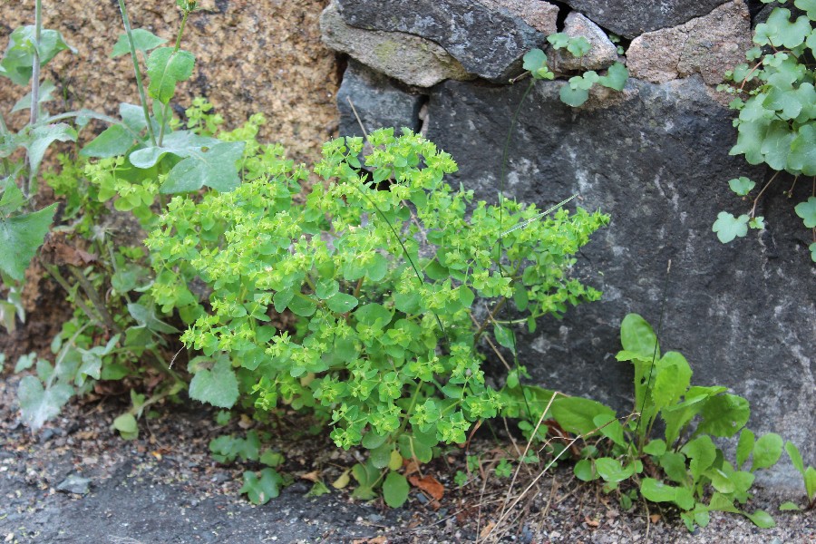 Euphorbia peplus 1