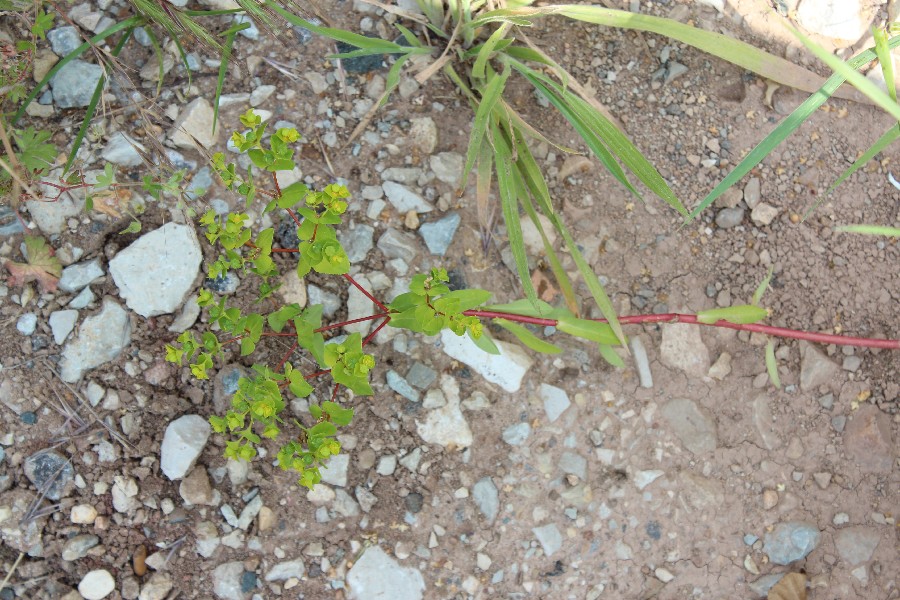 Euphorbia platyphyllos