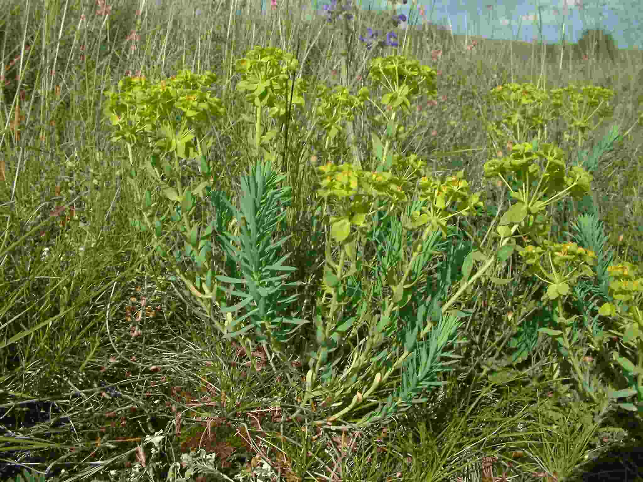 Euphorbia seguierana 1