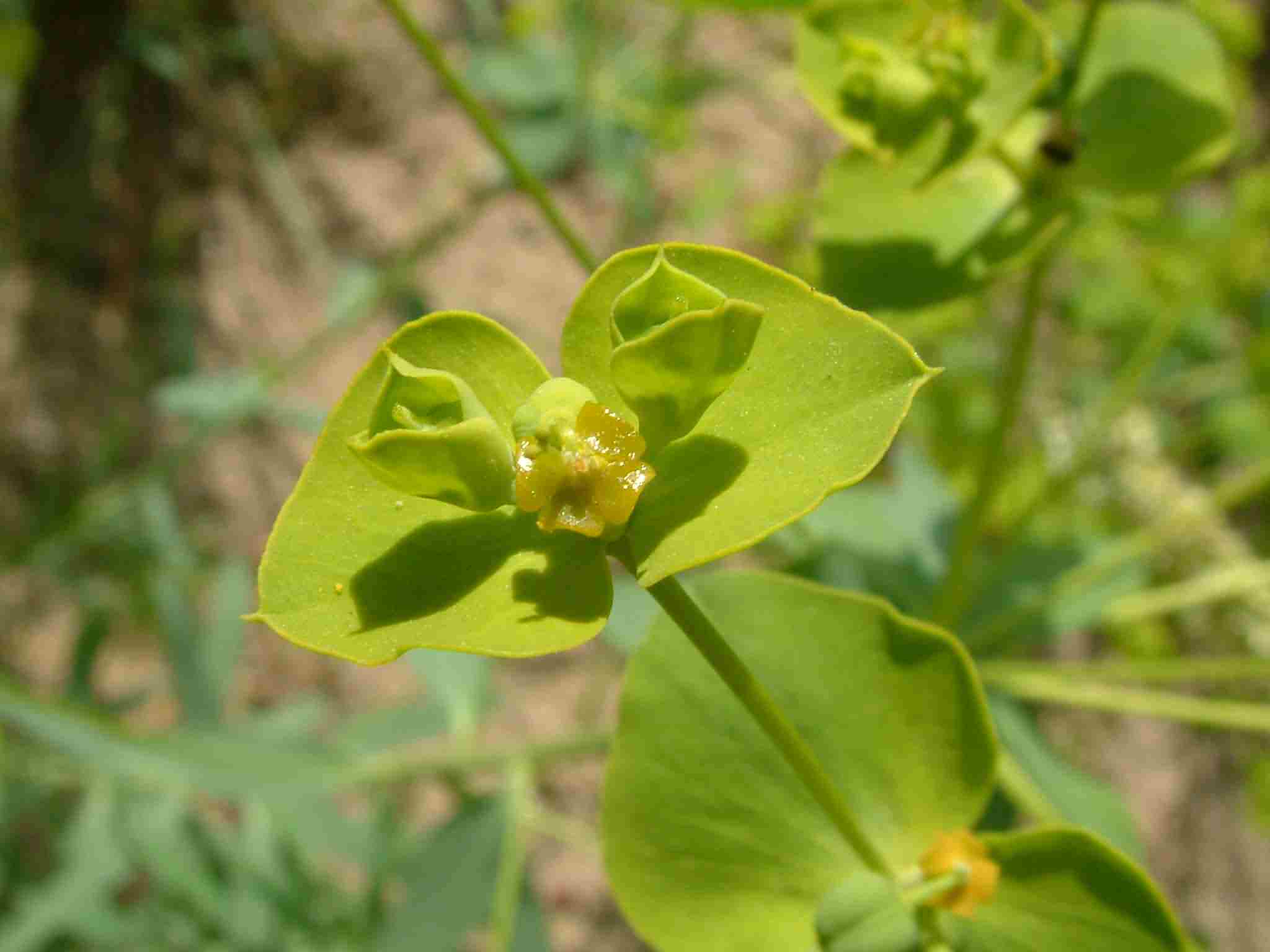 Euphorbia seguierana 3